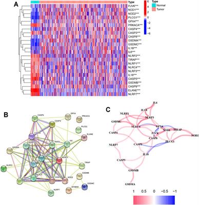 Identification of the Pyroptosis-Related Gene Signature and Risk Score Model for Colon Adenocarcinoma